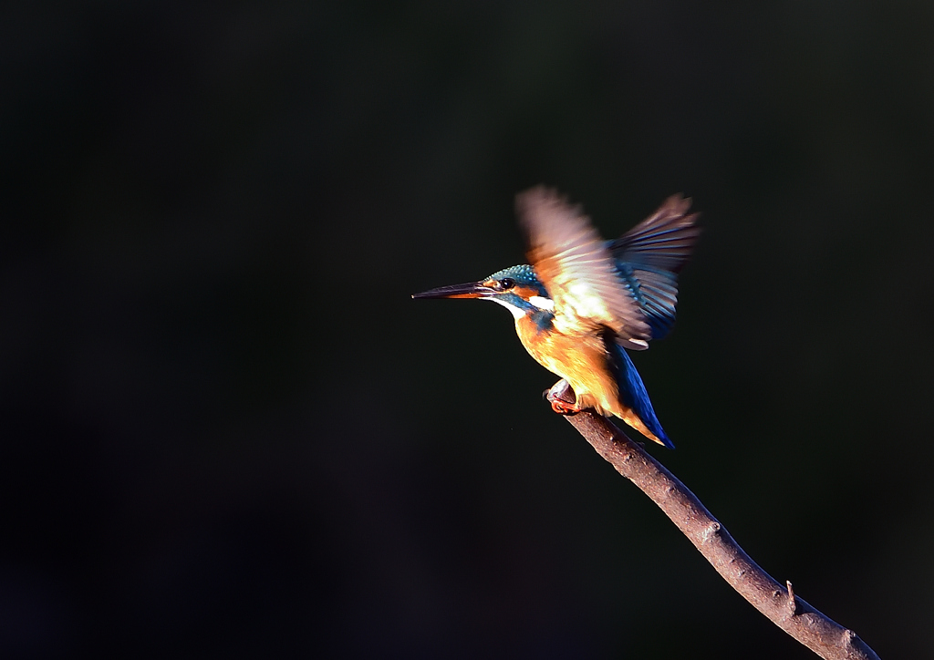 羽ばたき　１０/１５