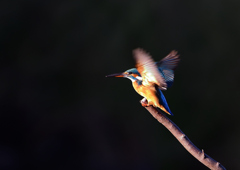 羽ばたき　１０/１５