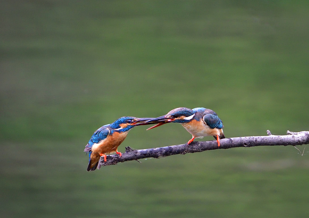 給餌を・・・・　７/１２②