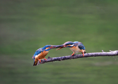 給餌を・・・・　７/１２②