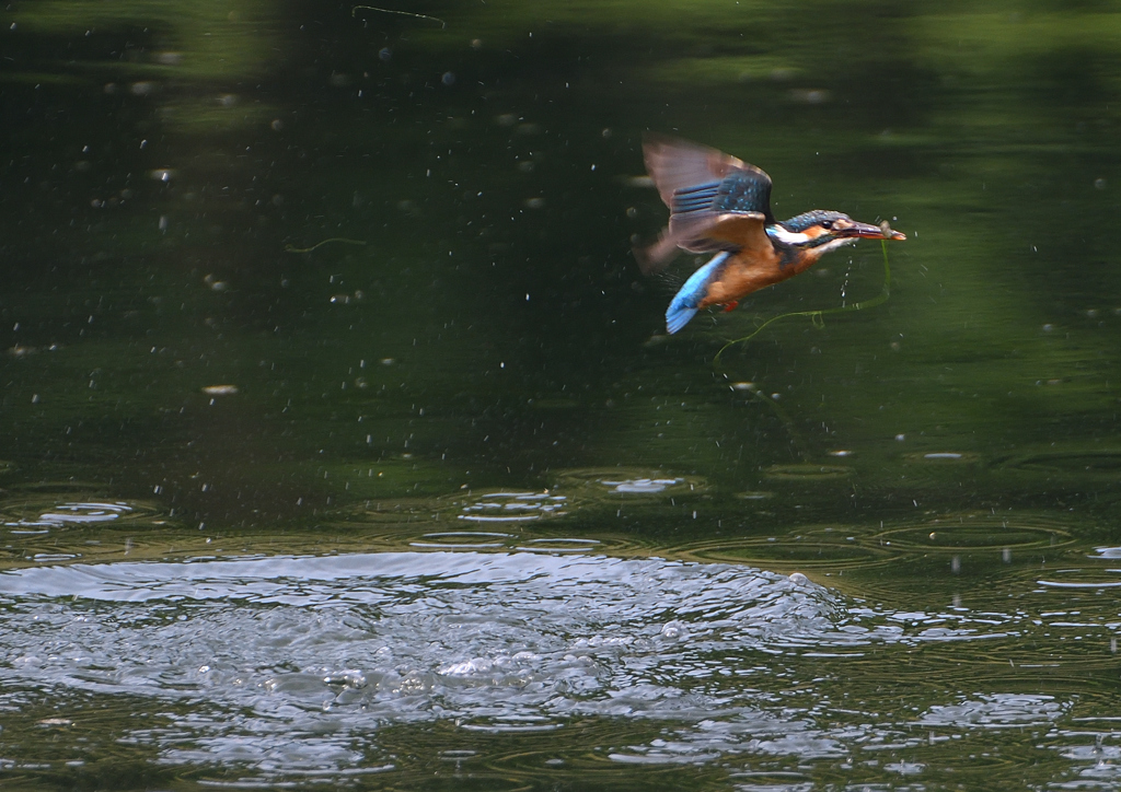 魚を・・・・　５/２６❻