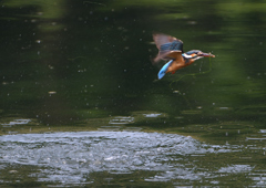 魚を・・・・　５/２６❻