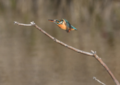 _190208_090206 DSC_8831