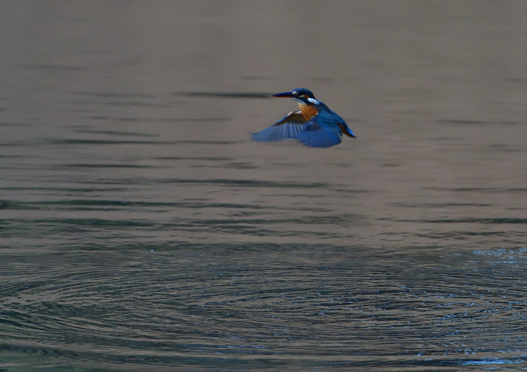 ホバリング　１２/２０❺