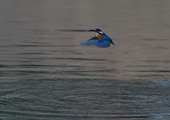 ホバリング　１２/２０❺