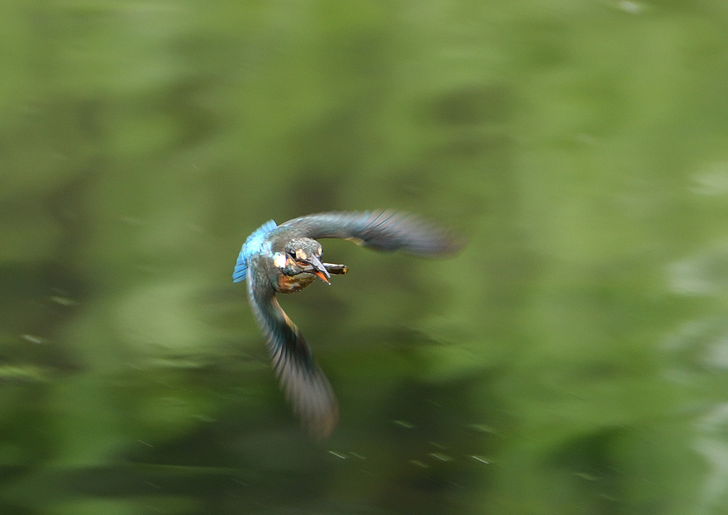 飛翔　８/３１❷