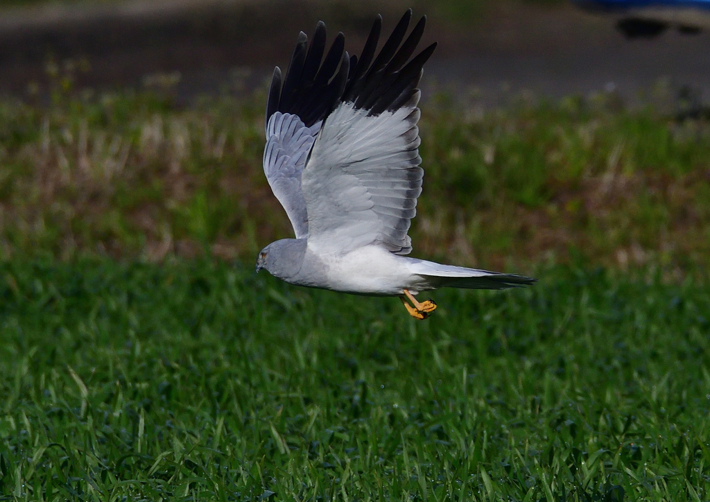 ハイイロチュウヒ　３/１３❼