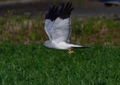 ハイイロチュウヒ　３/１３❼