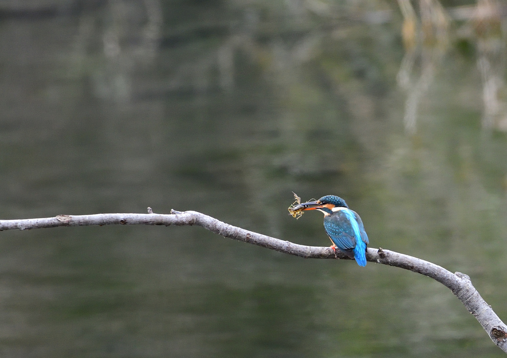 ザリガニを・・・❸