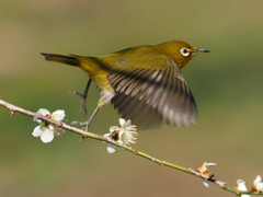 メジロ　２/２０❸