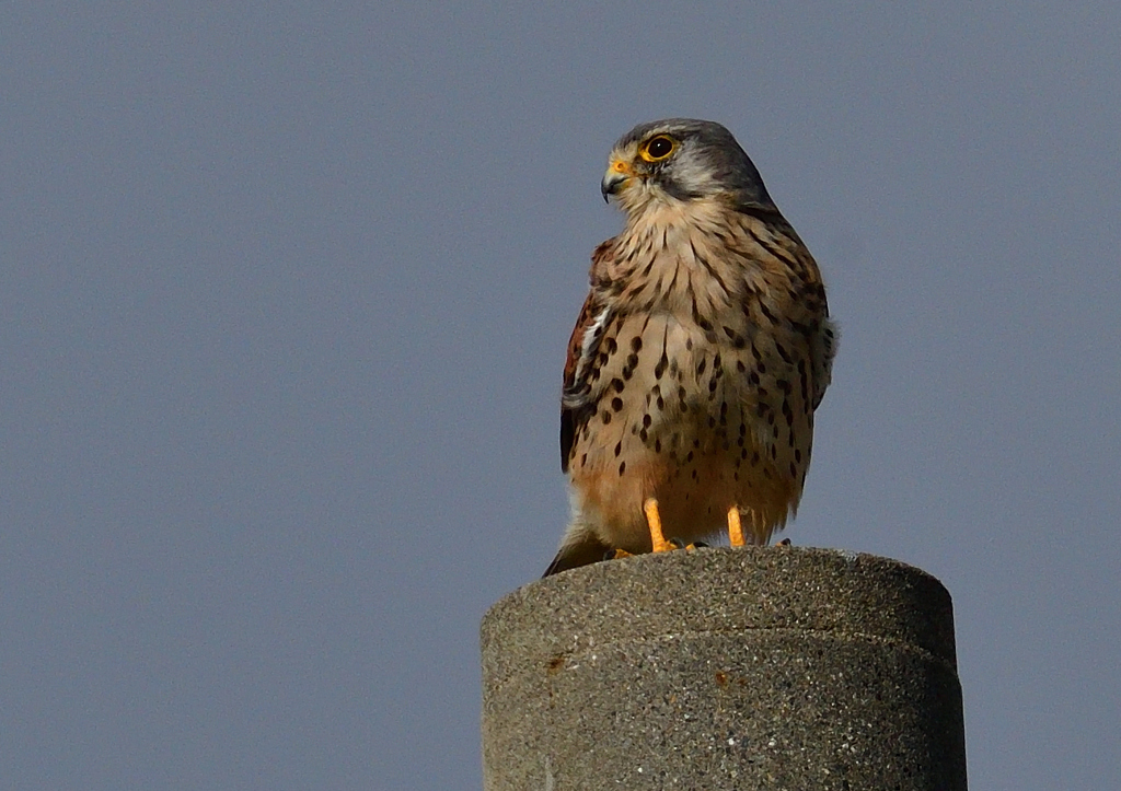 チョウゲンボウ　１１/２０❶
