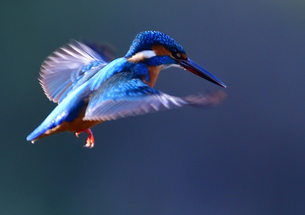 いつもの公園で　ホバ・ホバ・ホバ　１２/５❶