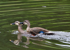 カルガモの・・・・・・・・　５/９❷