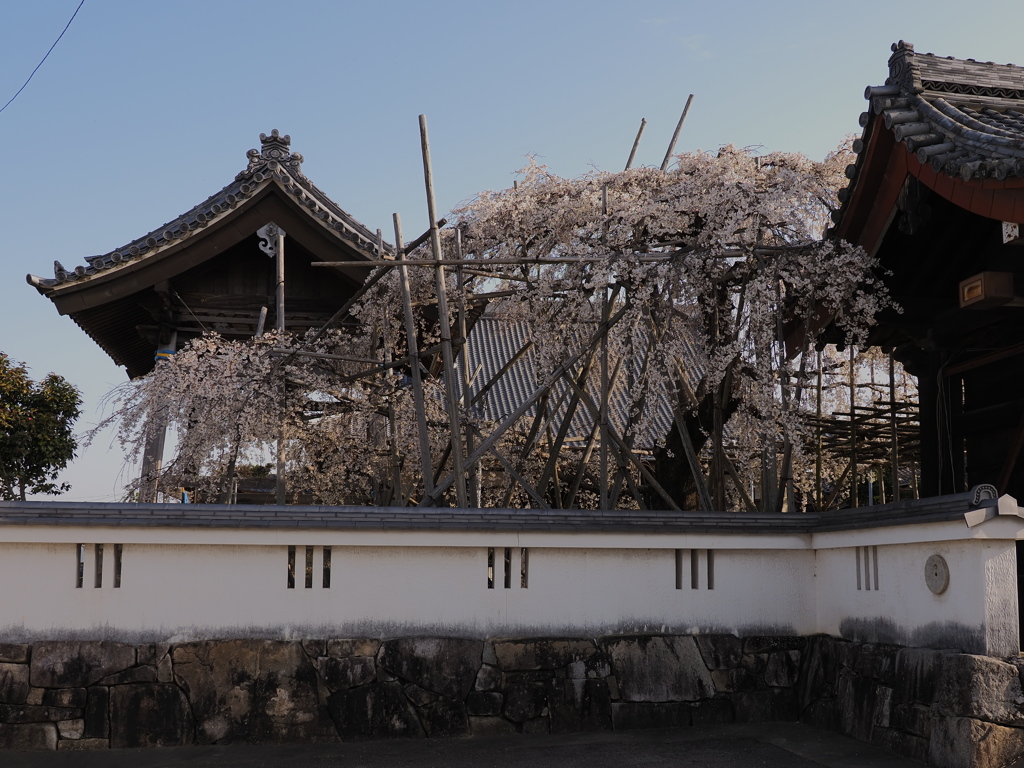 しだれ桜　３/１９❸