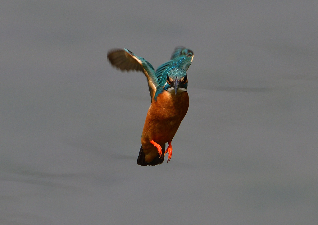 ホバ　５/２２❾