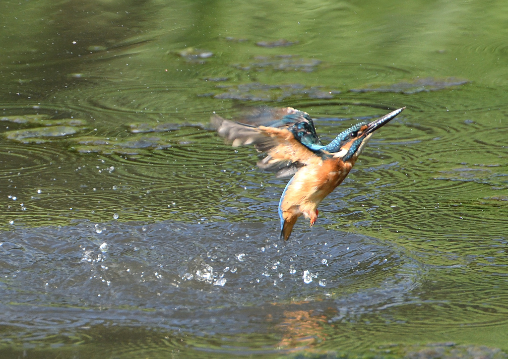 水浴び　９/３❻