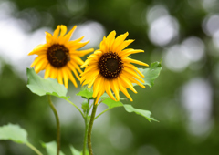ヒマワリ　７/２７①