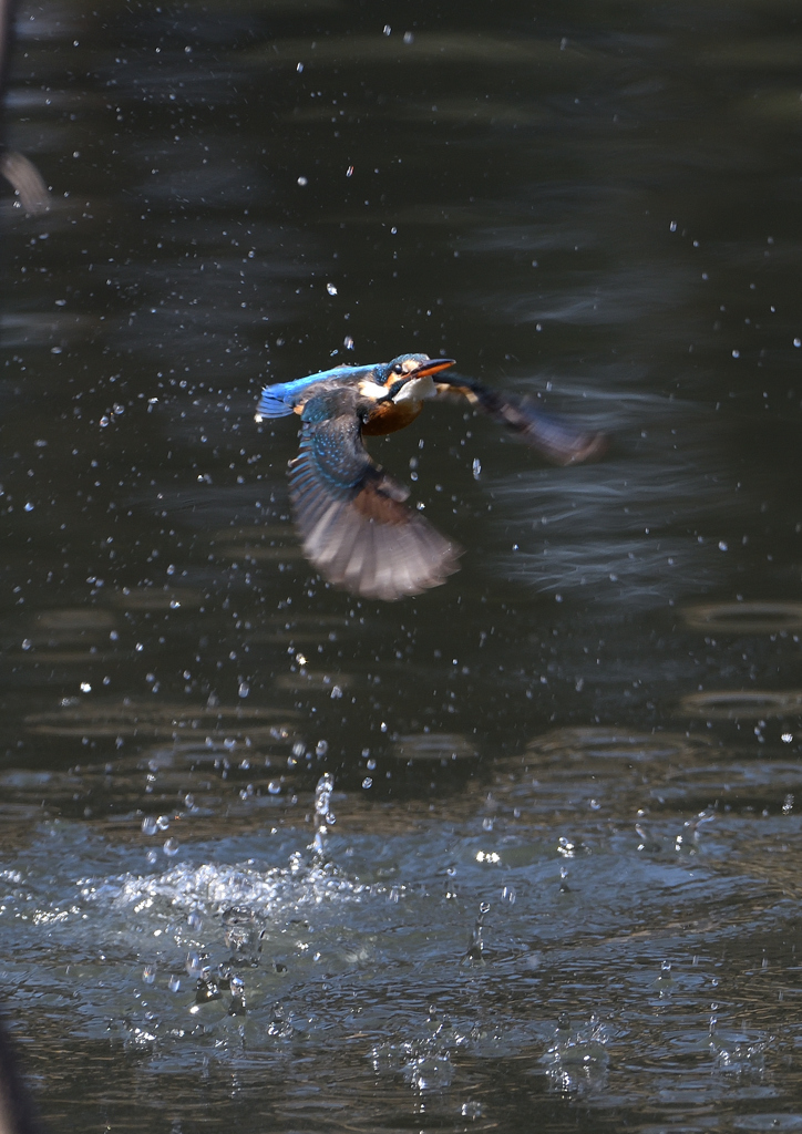 _190305_101710 DSC_6742