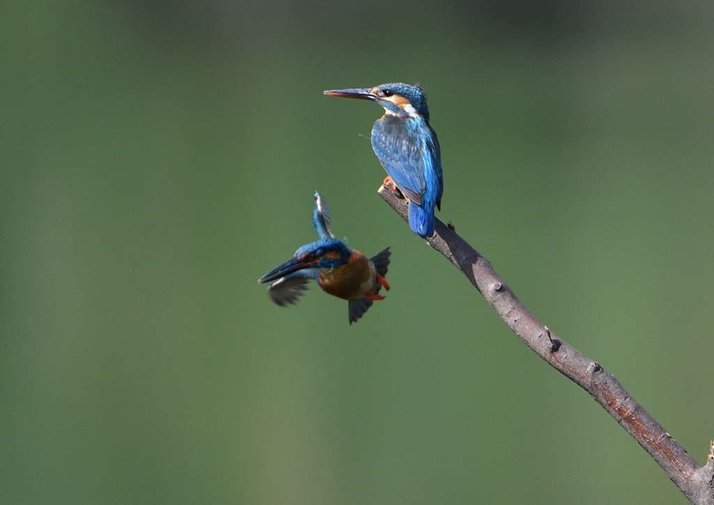 オスとメス　６/６❸