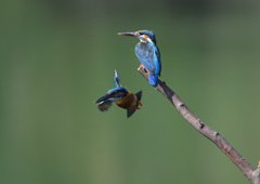 オスとメス　６/６❸