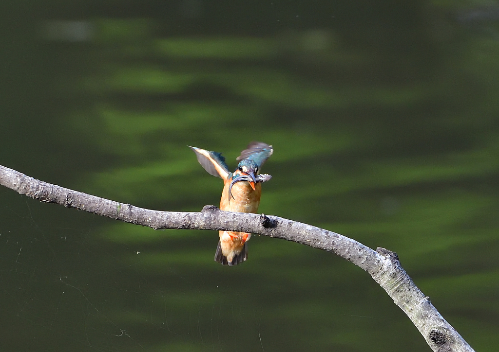 魚を・・・・・・　５/１３❷