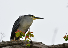 ササゴイ　５/６