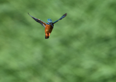 ホバリング　５/３０❷