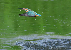 いつもの公園　８/１１❸