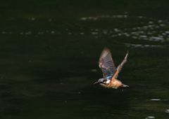 飛翔　８/２０❷