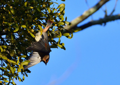 ヒレンジャク　２/２１❸