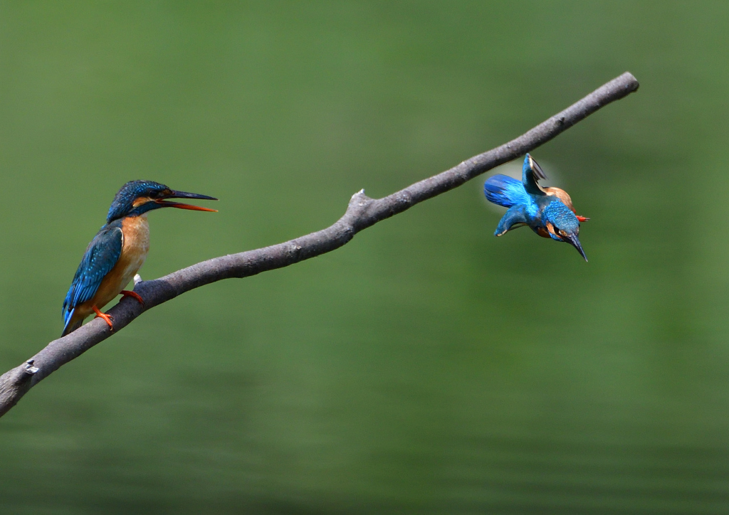 オスとメス　５/１８❻