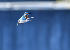 いつもの公園で　１２/７❸