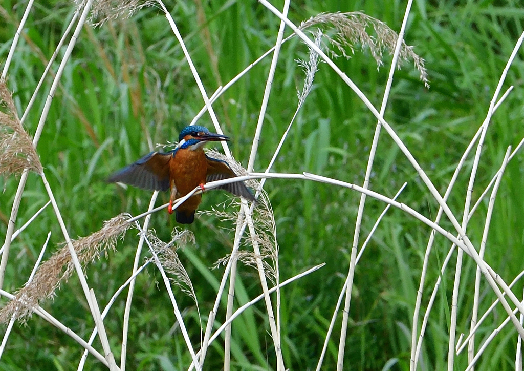 葦に・・・・　４/２２