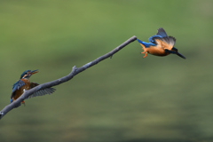 2羽のカワセミ　１０/１０❶