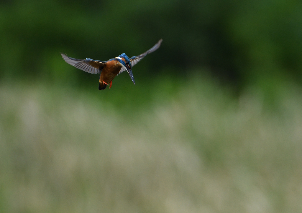 ホバ　５/２０❶