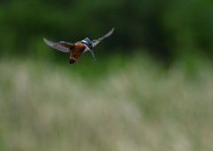 ホバ　５/２０❶