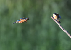 2羽のカワセミ　９/６❸