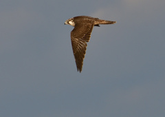 ハヤブサ　１/１３❷