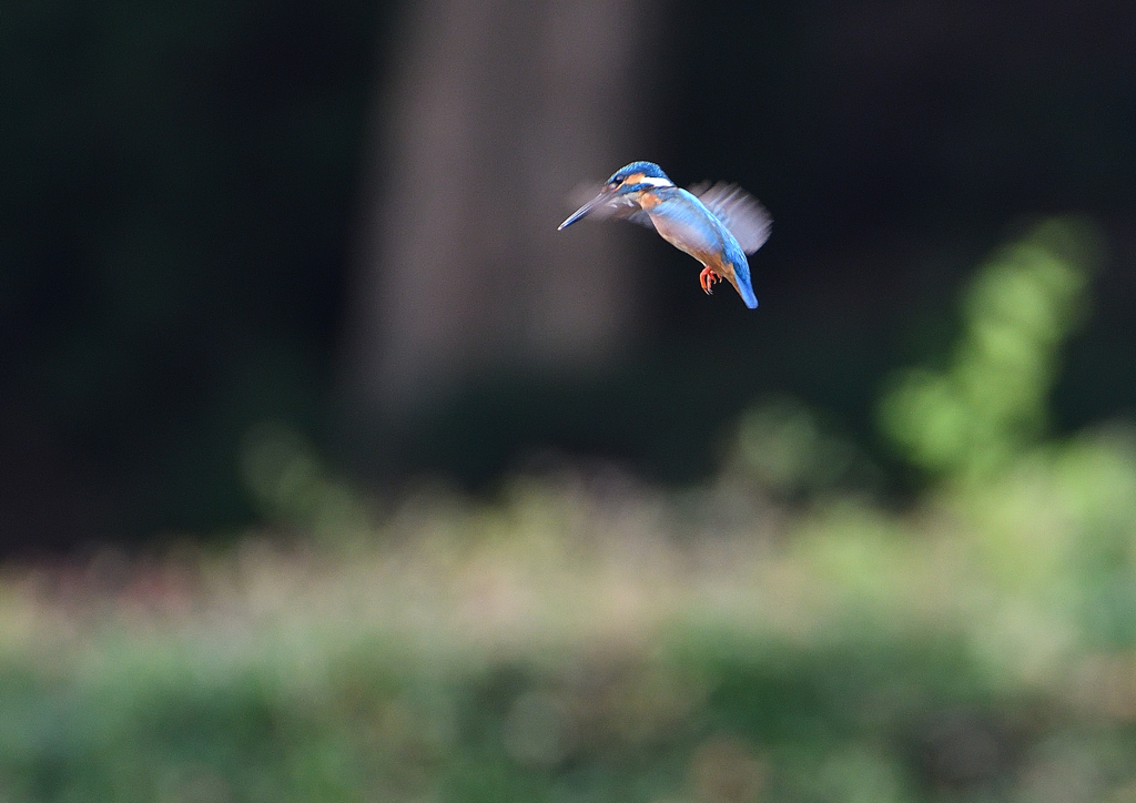 1回目のホバ❶　７/８