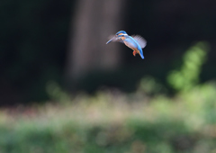 1回目のホバ❶　７/８