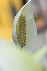 初夏に咲く　６/４❷