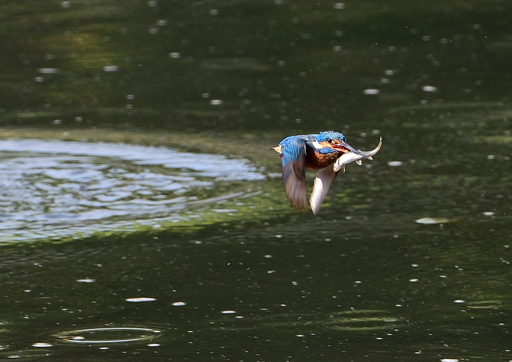 ダイブ　５/１２❹