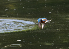 ダイブ　５/１２❹