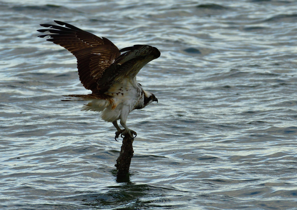 ミサゴ　１/６❷