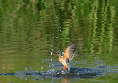 魚を・・・・・・　５/１８❶