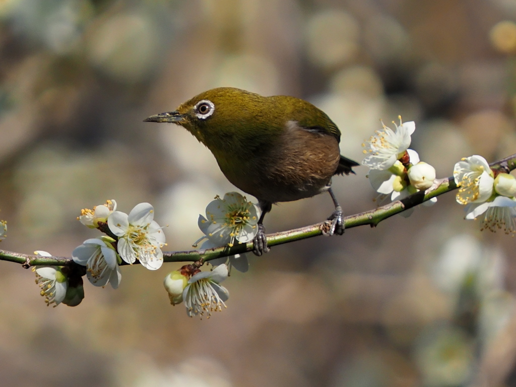 メジロ　２/２０❺