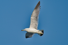 ウミネコ　６/１０