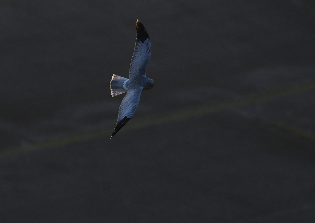 _190301_165603 DSC_3221