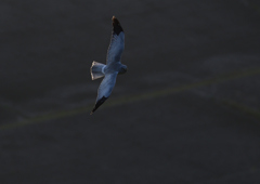 _190301_165603 DSC_3221