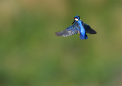 ホバリング　５/１２❶